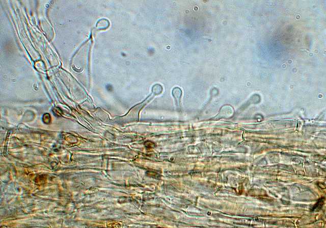 Galerina lillipuziana